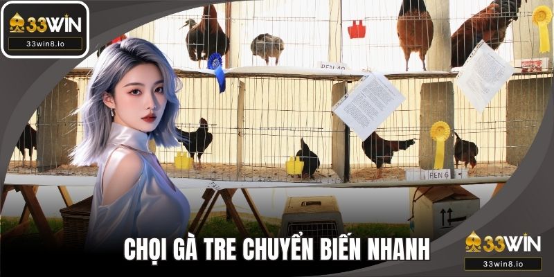 Chọi gà tre sẽ kịch tính và chuyển biến nhanh